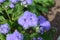 Summer in Nova Scotia: Closeup of Ageratum Blue Mink Flowers