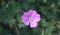 Summer in Nova Scotia: Closeup of Geranium Flower