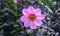 Summer in Nova Scotia: Closeup of Single-Flowering Happy Wink Lavender Dahlia