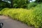 Summer in Nova Scotia: Greenery Along the Path