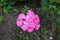 Summer in Nova Scotia: Tickled Pink Geranium Pelargonium Flowers