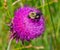 Summer in Omaha, Cirsium occidentale - Cobweb Thistle purple flower with bumblebee in Ed Zorinsky lake park, Omaha, Nebraska