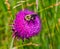 Summer in Omaha, Cirsium occidentale - Cobweb Thistle purple flower with bumblebee in Ed Zorinsky lake park, Omaha, Nebraska