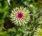 Summer in Omaha, Cirsium occidentale - Cobweb Thistle purple flower at Ed Zorinsky lake park, Omaha, Nebraska