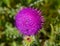 Summer in Omaha, Cirsium occidentale - Cobweb Thistle purple flower at Ed Zorinsky lake park, Omaha, Nebraska