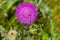 Summer in Omaha, Cirsium occidentale - Cobweb Thistle purple flower at Ed Zorinsky lake park, Omaha, Nebraska