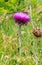 Summer in Omaha, Cirsium occidentale - Cobweb Thistle purple flower at Ed Zorinsky lake park, Omaha, Nebraska