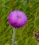 Summer in Omaha, Cirsium occidentale - Cobweb Thistle purple flower at Ed Zorinsky lake park, Omaha, Nebraska