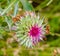 Summer in Omaha, Cirsium occidentale - Cobweb Thistle purple flower at Ed Zorinsky lake park, Omaha, Nebraska