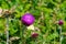 Summer in Omaha, Cirsium occidentale - Cobweb Thistle purple flower with yellow butterfly Ed Zorinsky lake park, Omaha, Nebraska