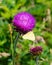 Summer in Omaha, Cirsium occidentale - Cobweb Thistle purple flower with yellow butterfly Ed Zorinsky lake park, Omaha, Nebraska