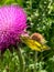 Summer in Omaha, close up Clouded yellow Colias butterfly on Musk thistle, pink flower at Ed Zorinsky lake park, Omaha, Nebraska