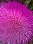 Summer in Omaha, close up Musk thistle, pink flower at Ed Zorinsky lake park, Omaha, Nebraska