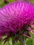 Summer in Omaha, close up Musk thistle, pink flower at Ed Zorinsky lake park, Omaha, Nebraska