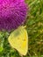 Summer in Omaha, Colias eurytheme, the orange sulphur, also known as alfalfa butterfly at Ed Zorinsky lake park, Omaha, Nebraska