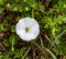 Summer in Omaha,  Convolvulus, bindweed and morning glory, white flower at Ed Zorinsky lake park, Omaha, Nebraska