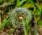 Summer in Omaha, Dandelion Weed Taraxacum Officinale Seeds flower at Ed Zorinsky lake park, Omaha, Nebraska