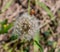 Summer in Omaha, Dandelion Weed Taraxacum Officinale Seeds flower at Ed Zorinsky lake park, Omaha, Nebraska