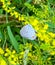 Summer in Omaha, Eastern tailed-blue, eastern tailed blue, Everest comyntas, butterfly at Ed Zorinsky lake park, Omaha, Nebraska