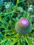 Summer in Omaha, Flowering buds of purple thistle flower  Ed Zorinsky Lake Park Omaha NE