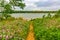 Summer in Omaha, Foot path, flowers and green vegetation and  grass at edge of lake at Ed Zorinsky lake park, Omaha, Nebraska, USA