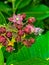 Summer in Omaha, Housefly om Milkweed flower at Ed Zorinsky lake park, Omaha, Nebraska