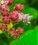 Summer in Omaha, Housefly om Milkweed flower at Ed Zorinsky lake park, Omaha, Nebraska