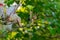 Summer in Omaha,  large cobweb on wild blackberries on a tree at Ed Zorinsky Lake Park Omaha NE