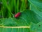 Summer in Omaha, Red milkweed beetles at Ed Zorinsky lake park, Omaha, Nebraska, USA