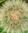 Summer in Omaha, Tragopogon, also known as goatsbeard or salsify seeds at Ed Zorinsky lake park, Omaha, Nebraska