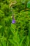 Summer in Omaha, Verbena stricta, Hoary Vervain purple flowers at Ed Zorinsky lake park, Omaha, Nebraska