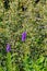 Summer in Omaha, Vervain, also known as verbena, Verbena officinalis, at Ed Zorinsky lake park, Omaha, Nebraska, USA