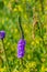 Summer in Omaha, Vervain, also known as verbena, Verbena officinalis, at Ed Zorinsky lake park, Omaha, Nebraska, USA