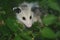 Summer Opossum Perspective