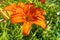 Summer Orange Daylily Flowers