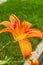 Summer Orange Daylily Flowers