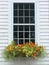 Summer: orange flower window box