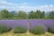 Summer Oregon Lavender Fields