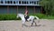 Summer, outdoors, boy rider, jockey riding on thoroughbred beautiful white stallion, horse, on the training sand field