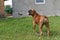 Summer outdoors portrait of Geman boxer dog on hot sunny day. Brown tiger with brindle colored boxer