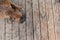 Summer outdoors portrait of Geman boxer dog on hot sunny day. Brown tiger with brindle colored boxer