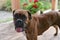 Summer outdoors portrait of Geman boxer dog on hot sunny day. Brown tiger with brindle colored boxer