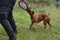 Summer outdoors portrait of Geman boxer dog on hot sunny day. Brown tiger with brindle colored boxer