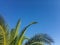 Summer palm trees against blue sky at tropical coast, coconut tree, copy space.