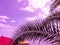 Summer palm trees against violet sky at tropical coast, coconut tree, colorful umbrellas ,sea, copy space.