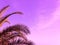 Summer palm trees against violet sky at tropical coast, coconut tree, copy space.