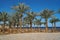 Summer palm trees on the coastal promenade overlooking in hotel outdoors the red sea, travel concept in Egypt