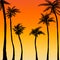 Summer palm trees sunset background