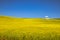 Summer in Palouse Washington during canola bloom