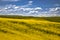 Summer in Palouse Washington during canola bloom